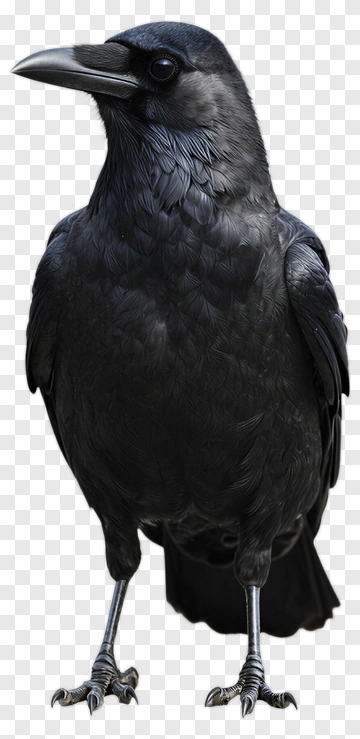 Realistic Black Crow PNG