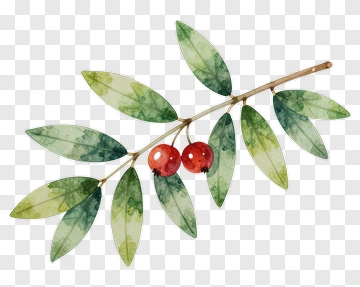 Watercolor Olive Branch With Red Berries PNG