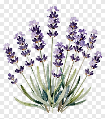 Watercolor Lavender Plant PNG