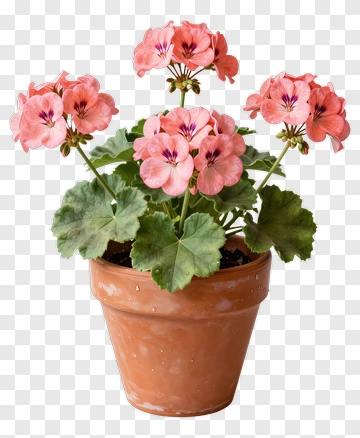 Pink Geraniums In A Clay Pot PNG