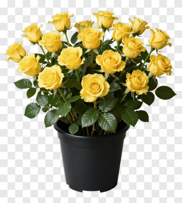 Yellow Rose Bouquet In Black Pot PNG