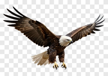 Eagle In Flight PNG