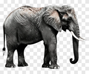 Realistic Elephant Standing PNG