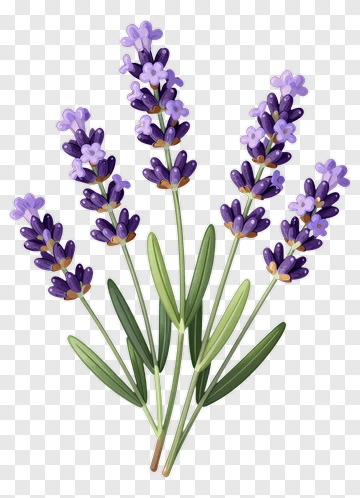 Lavender Bouquet PNG