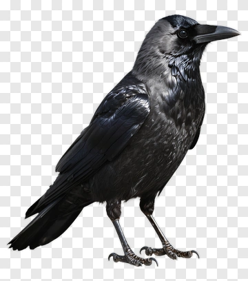 Realistic Black Raven Standing PNG