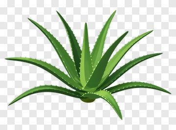 Aloe Vera Plant PNG