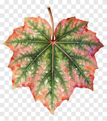 Colorful Maple Leaf PNG