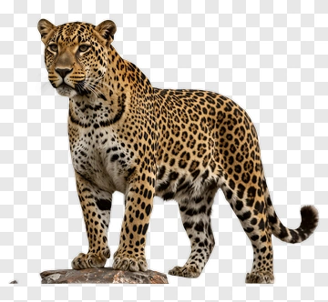 Leopard Standing On A Rock PNG