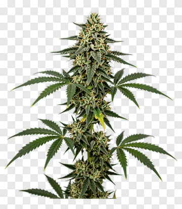 Cannabis Plant With Green Leaves And Buds PNG