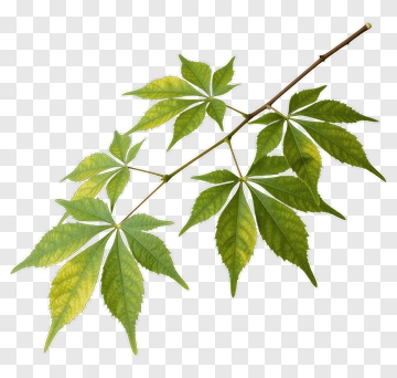 Green Maple Leaf Branch PNG