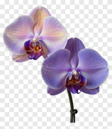 Purple Orchid Flower PNG