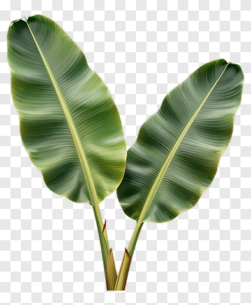 Green Tropical Leaves PNG