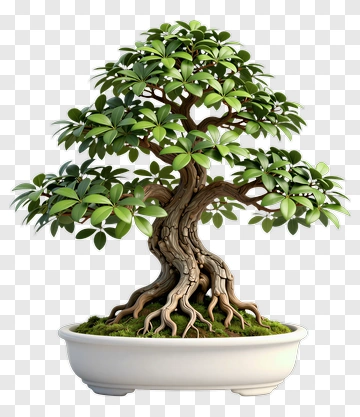 Bonsai Tree In A White Pot PNG