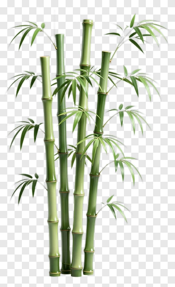 Bamboo Plant PNG