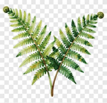 Green Fern Leaves PNG