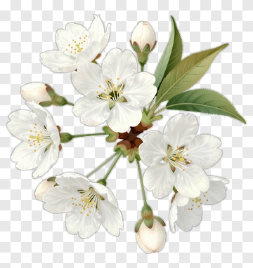 White Cherry Blossom Branch PNG