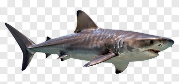 Realistic Shark Swimming In Ocean PNG