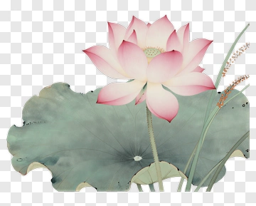 Lotus Flower With Green Leaves PNG