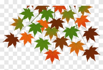 Colorful Autumn Leaves PNG