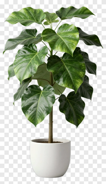 Ficus Plant In White Pot PNG