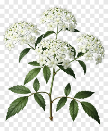 White Flowering Plant With Green Leaves PNG