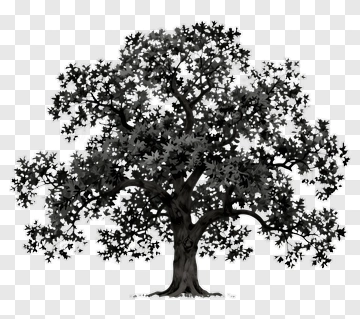 Black Tree With Detailed Leaves PNG