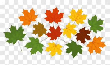 Colorful Maple Leaves PNG