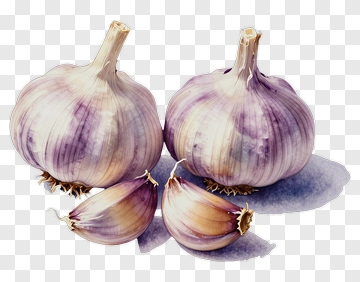 Purple Garlic Bulbs And Cloves PNG