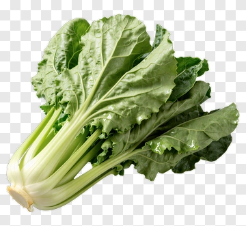 Fresh Green Swiss Chard PNG