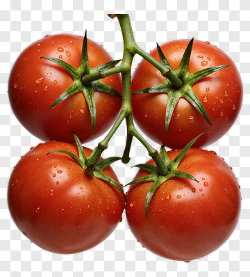 Fresh Tomatoes On The Vine PNG
