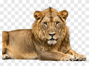 Lion Lying Down PNG