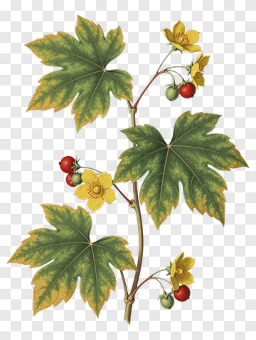 Botanical Illustration Of A Plant With Leaves And Flowers PNG