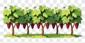 Vineyard With Grapes And Green Leaves PNG