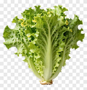 Fresh Green Lettuce PNG