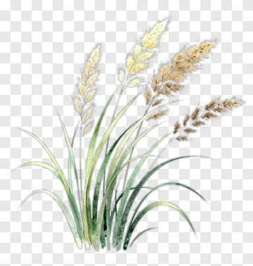 Watercolor Grass Arrangement PNG