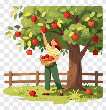 Woman Picking Apples From A Tree PNG