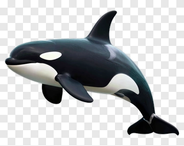 3D Orca Whale Model PNG