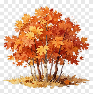 Colorful Maple Tree In Autumn PNG