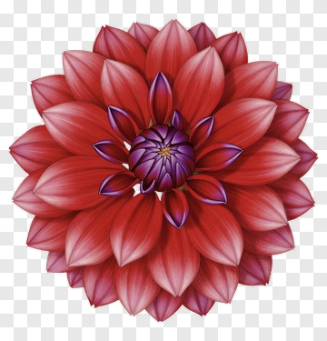 Red Flower With Purple Center PNG