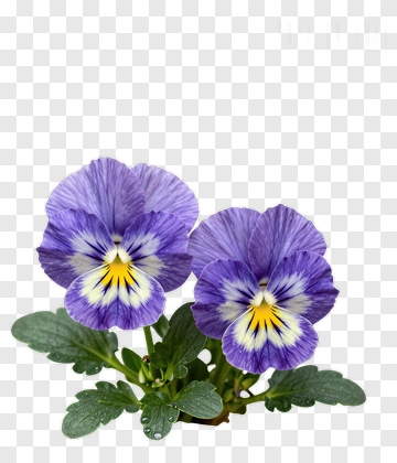 Purple Pansy Flowers PNG