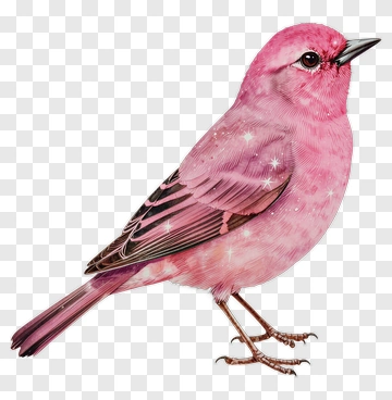 Colorful Pink Bird PNG