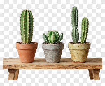 Cactus Plants In Pots On Wooden Shelf PNG