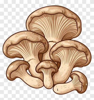 Group Of Mushrooms PNG