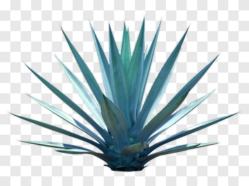 Agave Plant PNG
