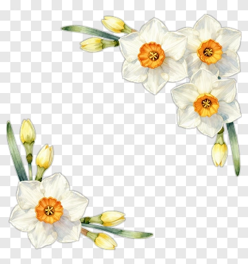 White Daffodil Flowers With Yellow Centers PNG
