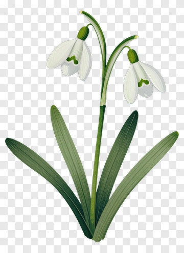 Snowdrop Flower With Green Leaves PNG