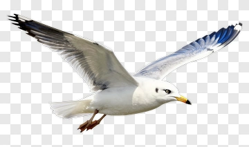 Seagull Flying PNG