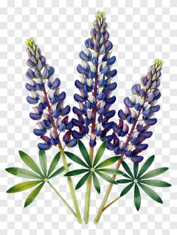 Watercolor Purple Lupine Flowers PNG