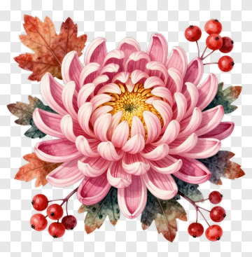 Pink Chrysanthemum Flower With Autumn Leaves And Berries PNG