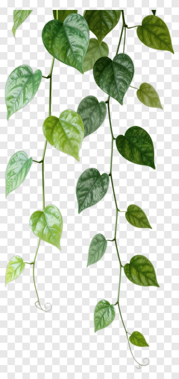 Green Heart Leaf Vine PNG